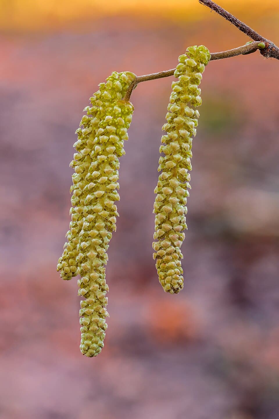 Hazel (Corylus avellana) in flower