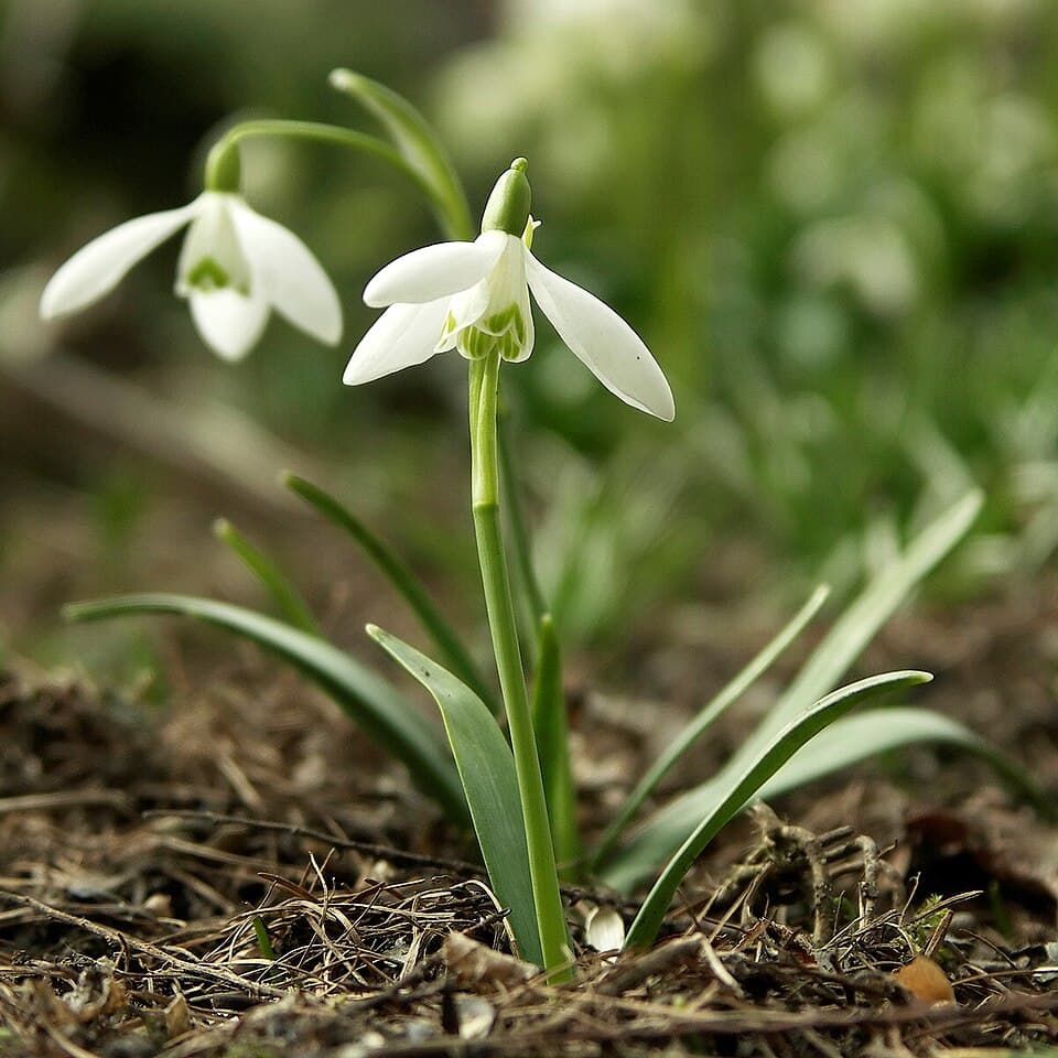 Snowdrop (Galanthus nivalis) in flower