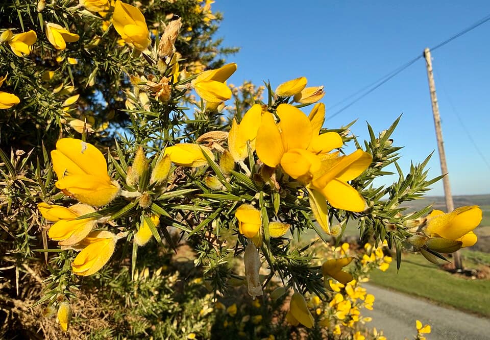 Gorse (Ulex europaeus) in flower