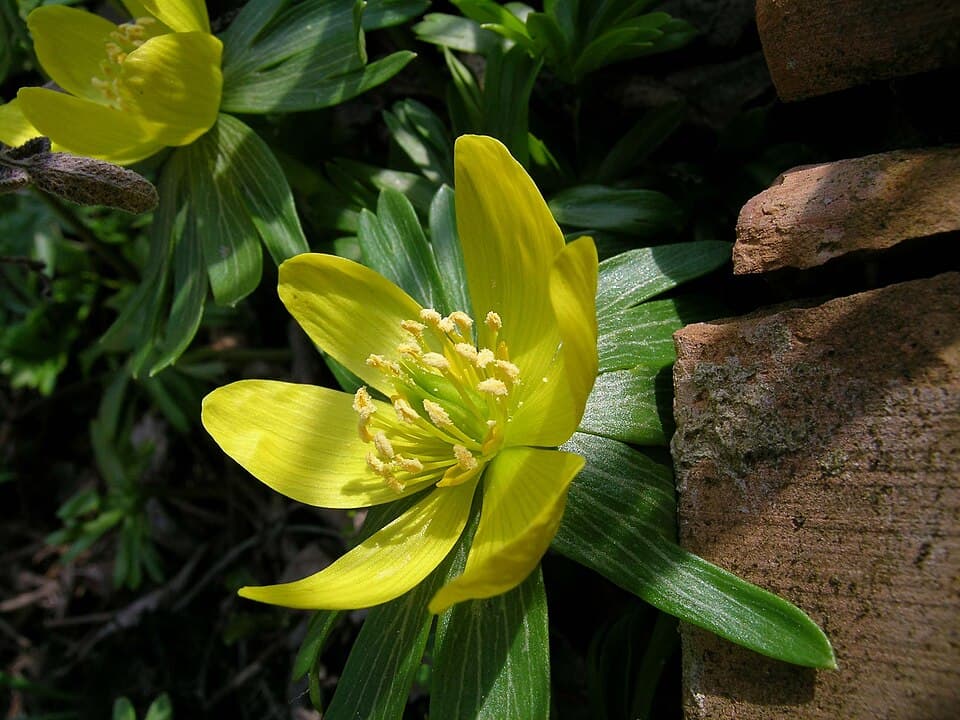 Winter aconite (Eranthis hyemalis) in flower