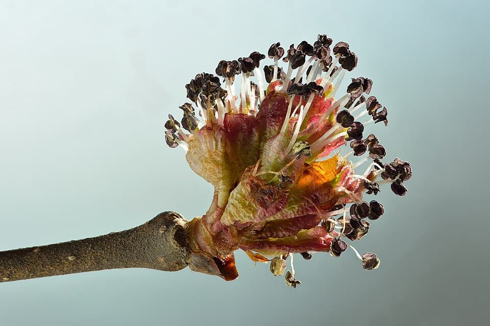 Elm (Ulmus spp.) in flower