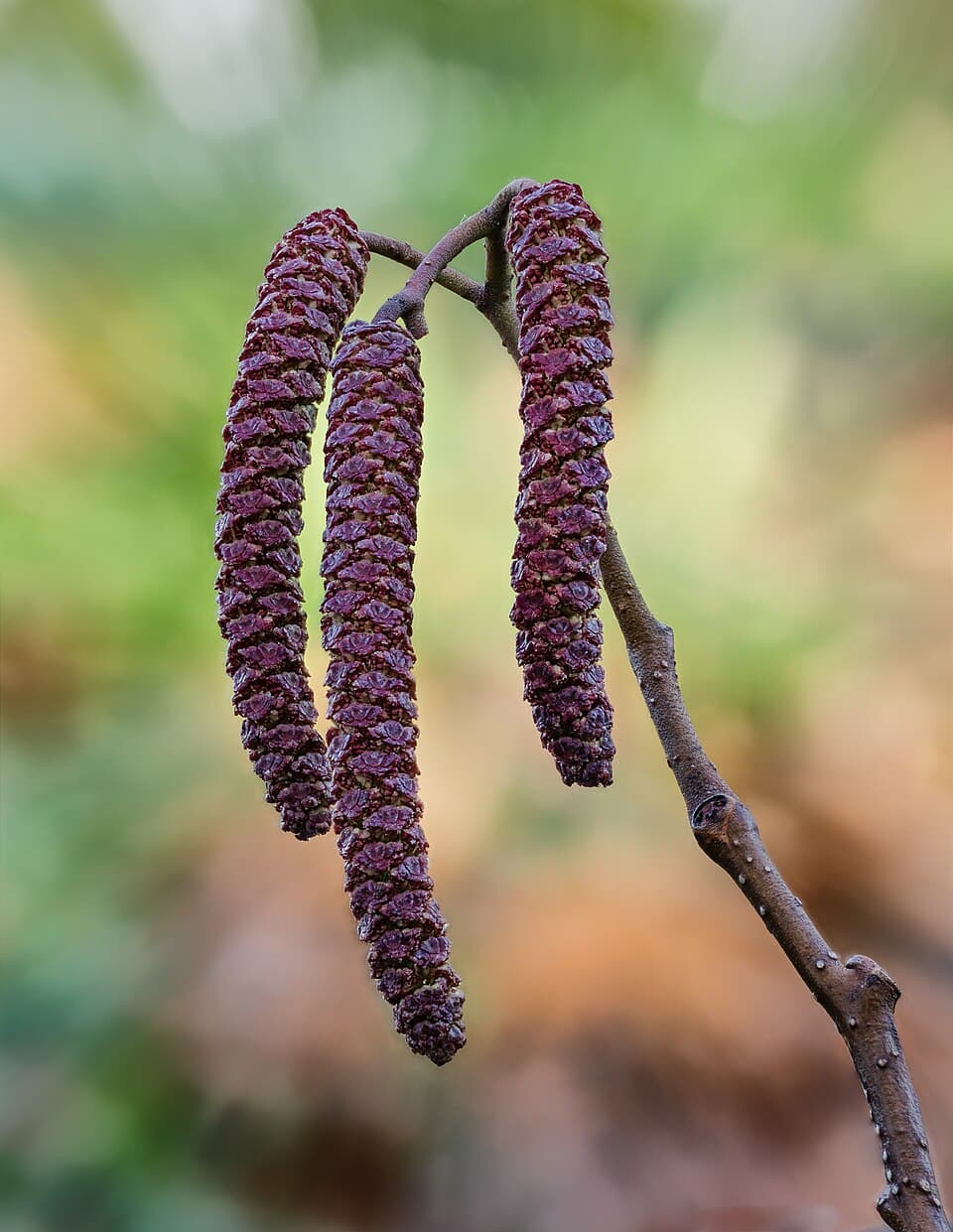 Alder (Alnus glutinosa) in flower