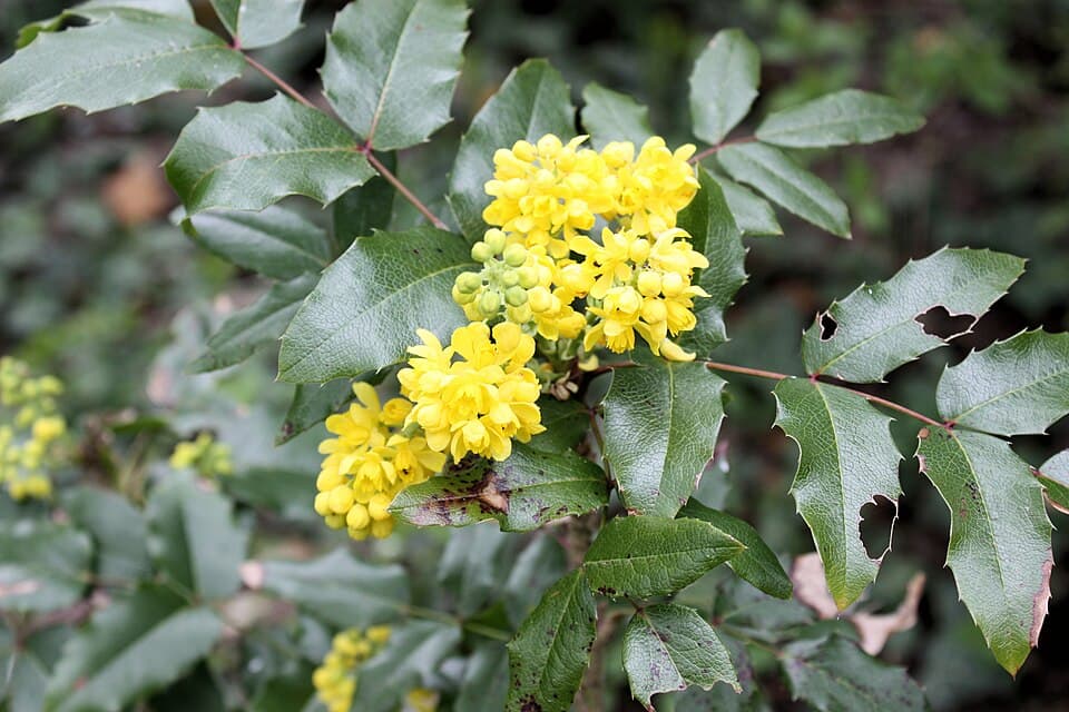 Mahonia (Mahonia spp.) in flower