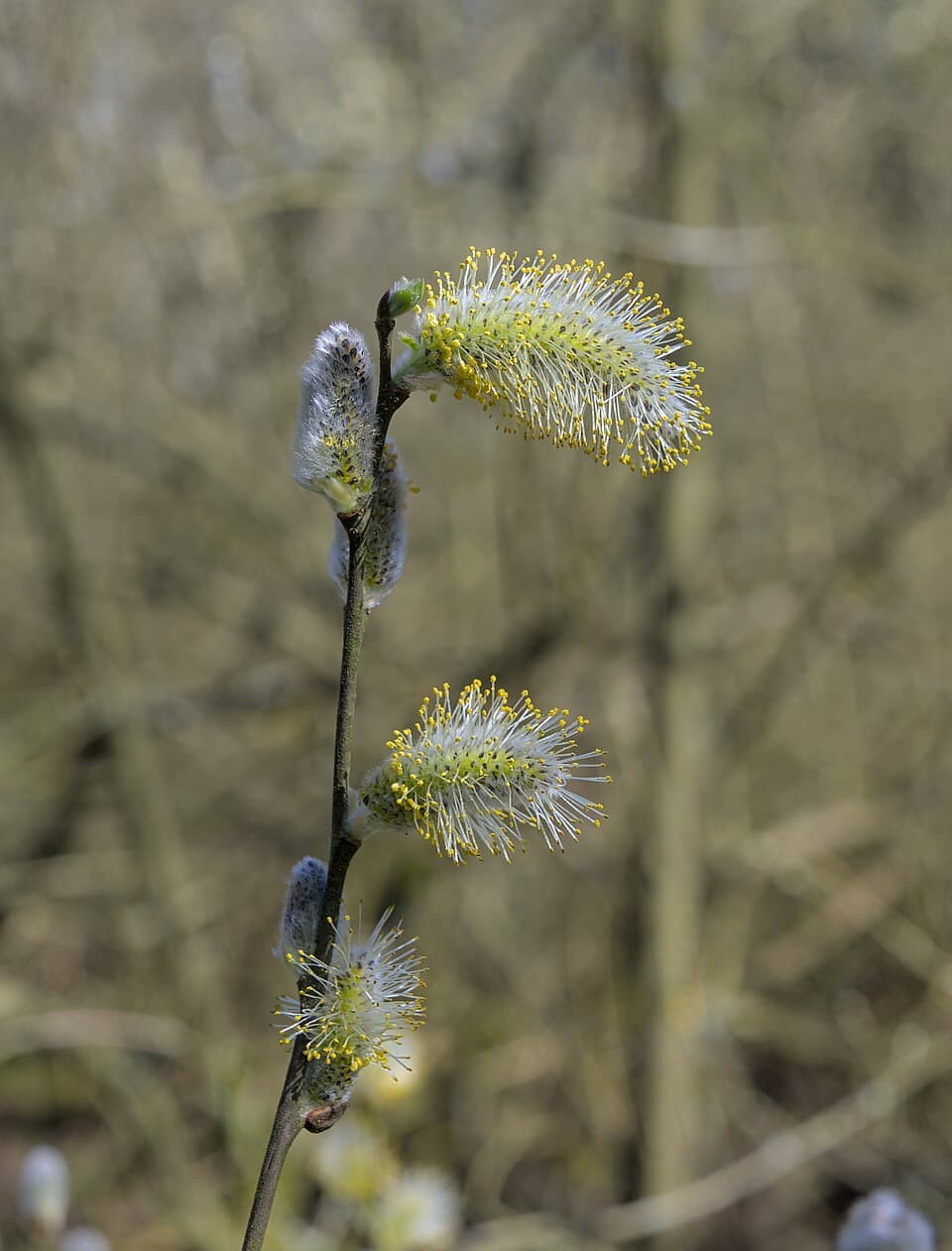 Willow (goat) (Salix caprea) in flower