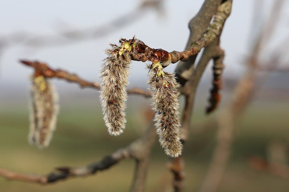 Poplar (Populus spp.) in flower