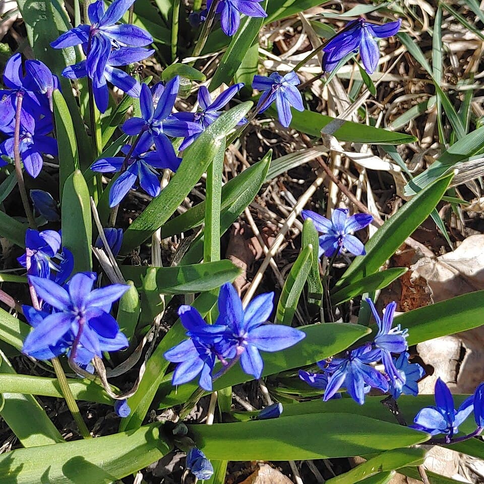 Siberian squill (Scilla siberica) in flower