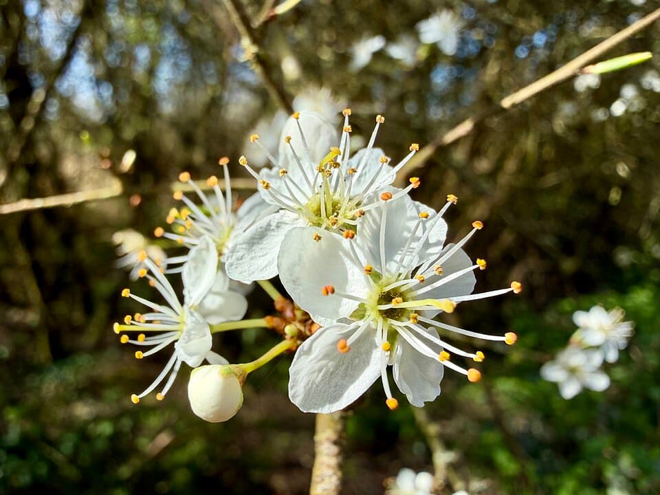 Blackthorn (Prunus spinosa) in flower