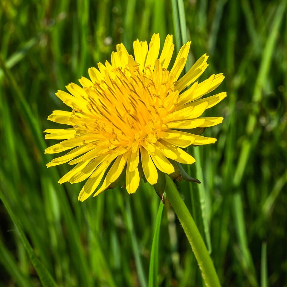 Dandelion (Taraxacum officinale) in flower