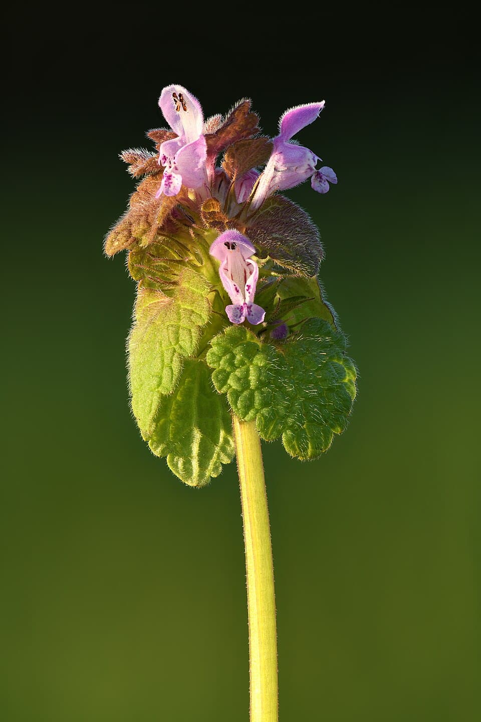 Red deadnettle (Lamium purpureum) in flower