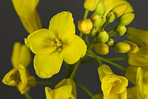 Oilseed rape (Brassica napus) in flower