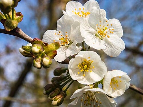 Wild cherry (Prunus avium) in flower