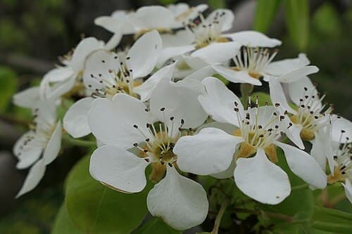 Pear (Pyrus communis) in flower