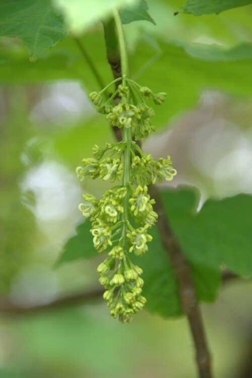 Sycamore (Acer pseudoplatanus) in flower