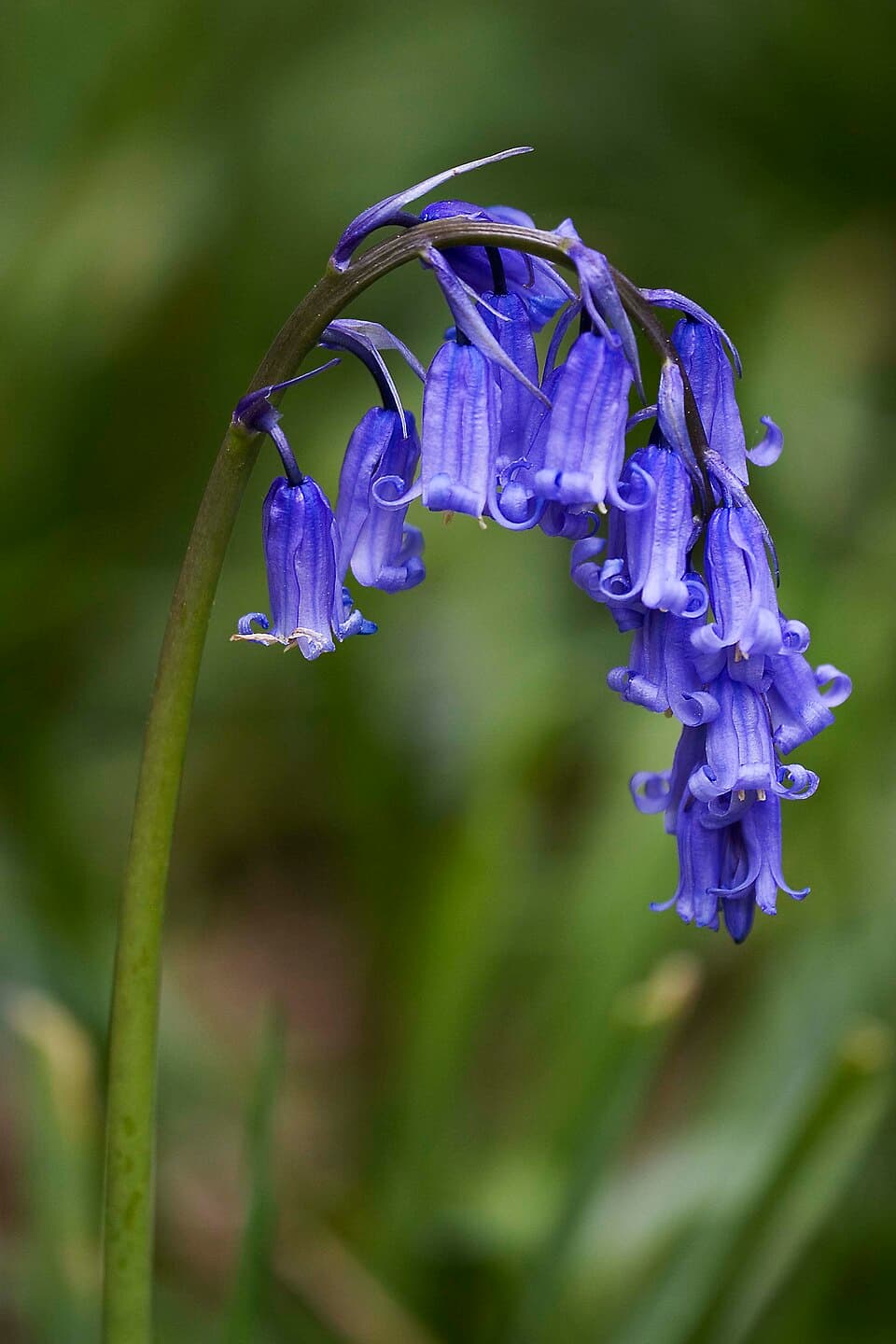 Bluebell (Hyacinthoides non-scripta) in flower