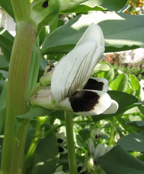 Field bean (Vicia faba) in flower
