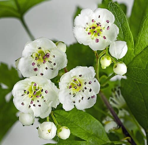 Hawthorn (Crataegus monogyna) in flower