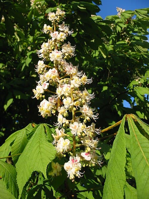 Horse chestnut (Aesculus hippocastanum) in flower