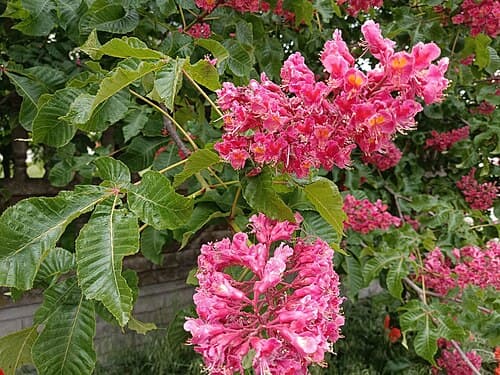 Red horse chestnut (Aesculus × carnea) in flower