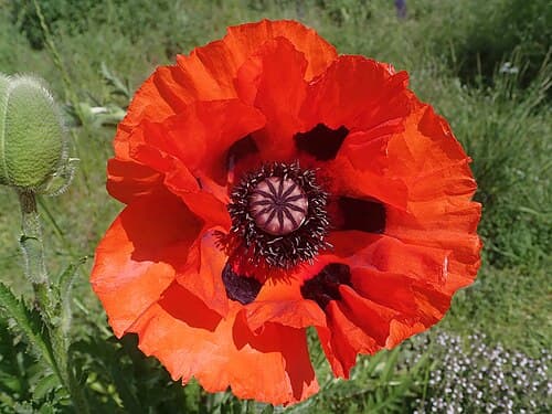 Oriental poppy (Papaver orientale) in flower