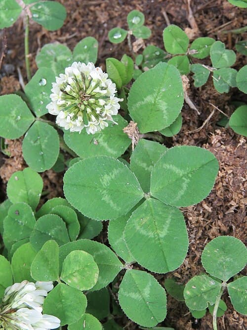 White clover (Trifolium repens) in flower