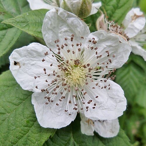Bramble (Rubus fruticosus) in flower