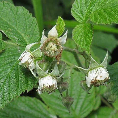 Raspberry (Rubus idaeus) in flower