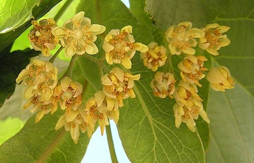 Common lime (Tilia × europaea) in flower