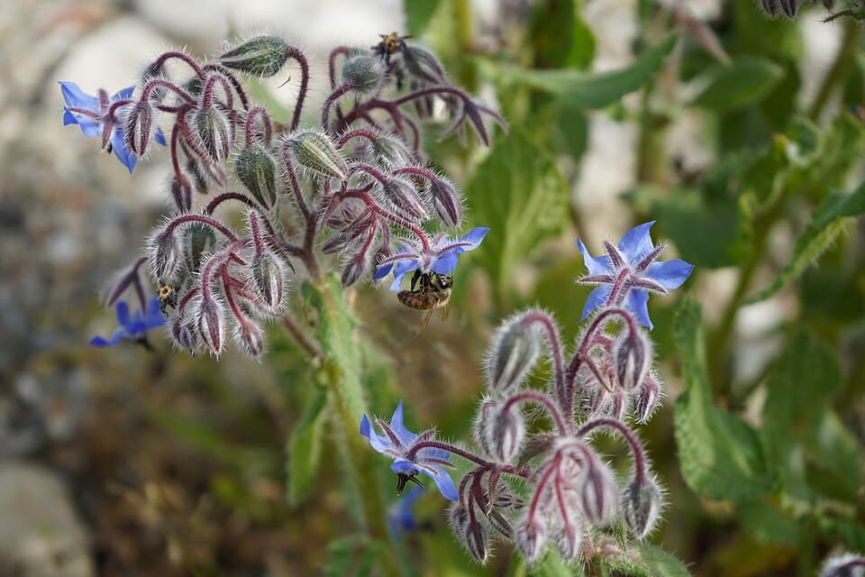 Borage (Borago officinalis) in flower