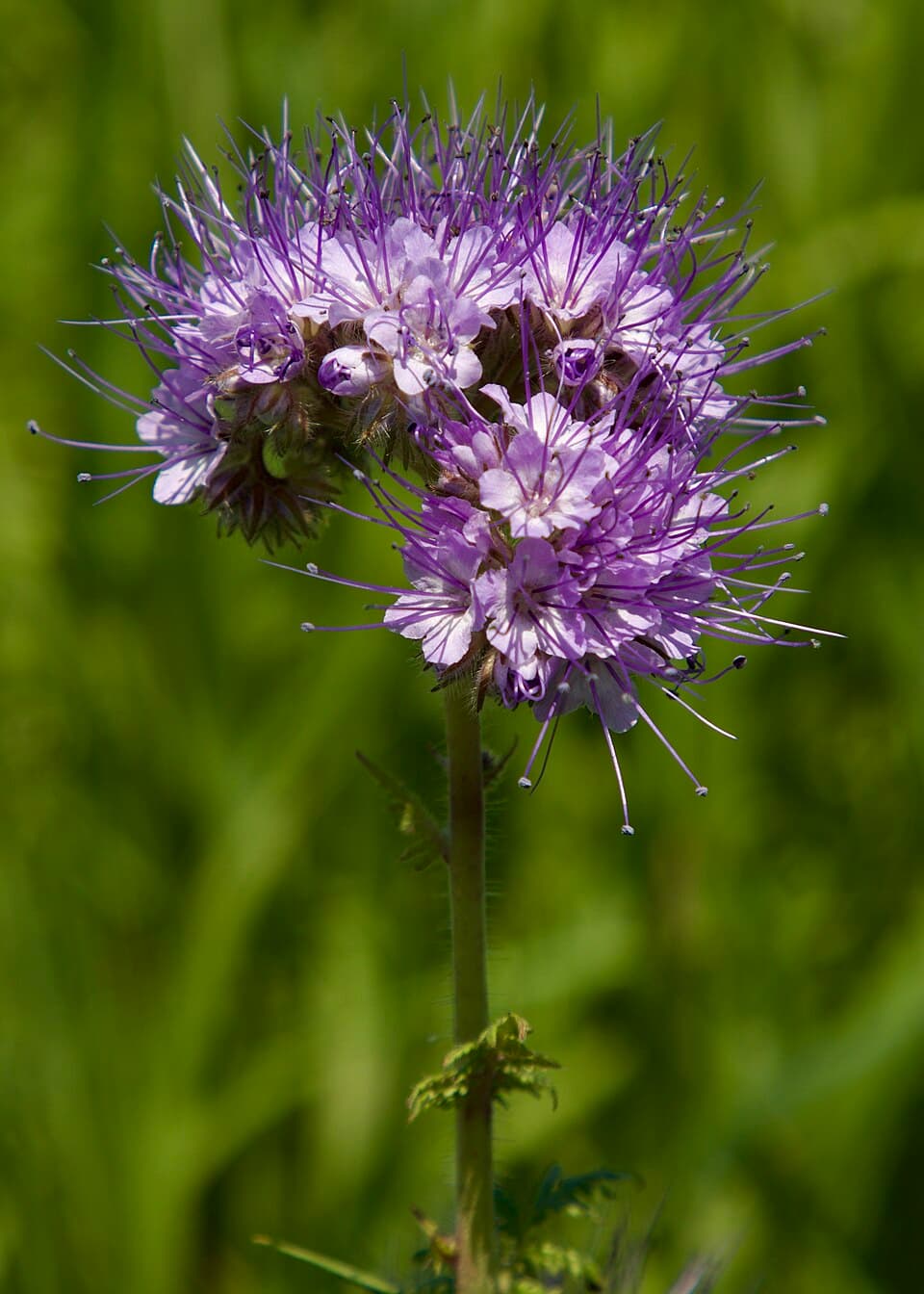 Phacelia (Phacelia tanacetifolia) in flower