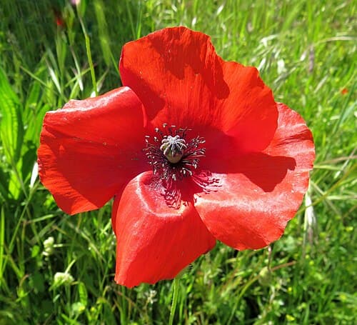 Field poppy (Papaver rhoeas) in flower
