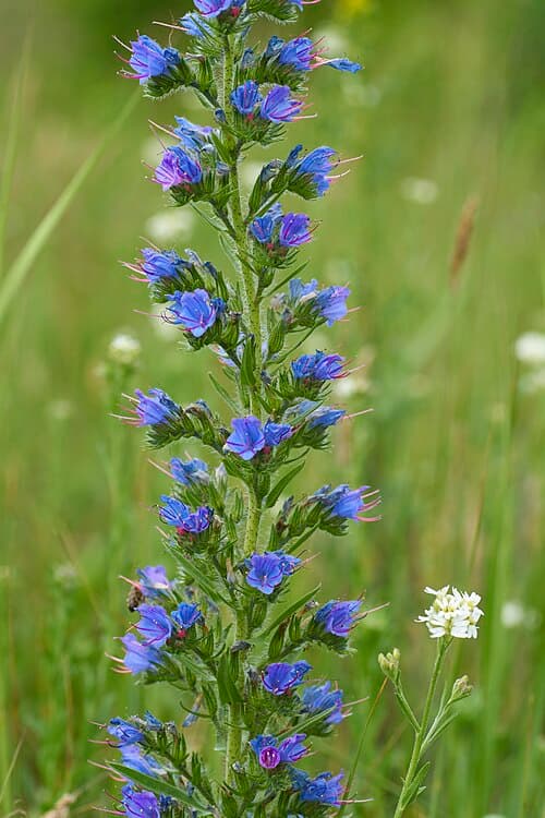 Viper’s bugloss (Echium vulgare) in flower