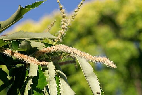 Sweet chestnut (Castanea sativa) in flower