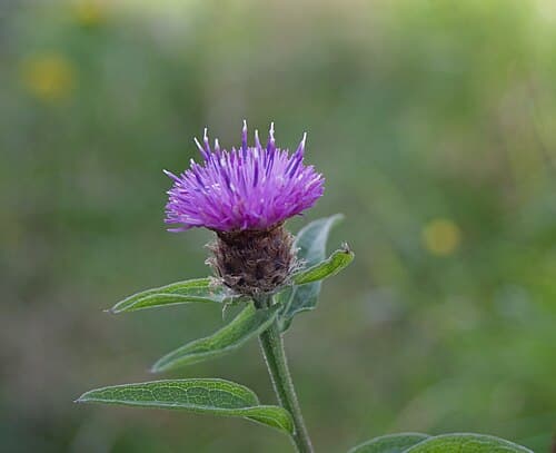Knapweed (Centaurea nigra) in flower