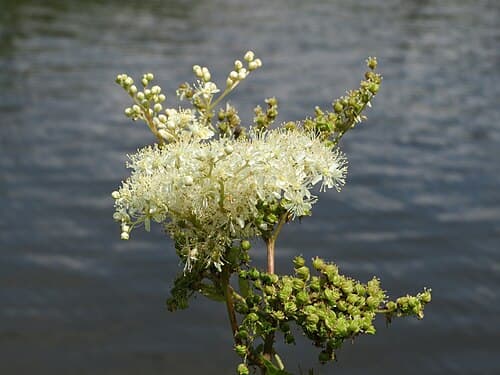 Meadowsweet (Filipendula ulmaria) in flower
