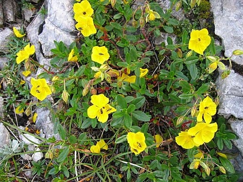 Rockrose (Helianthemum nummularium) in flower
