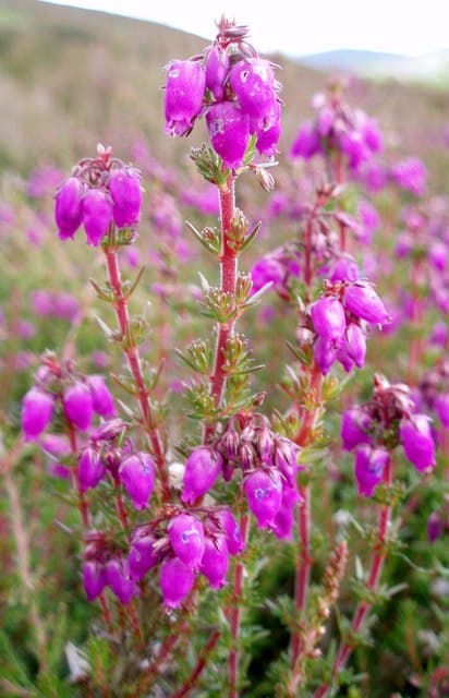 Bell heather (Erica cinerea) in flower