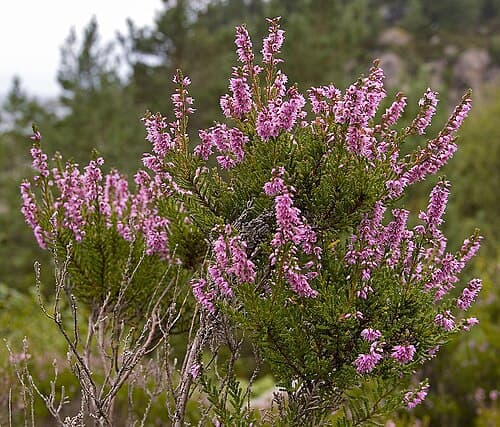 Ling heather (Calluna vulgaris) in flower