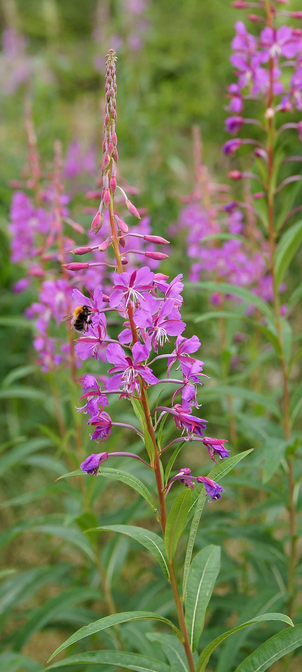 Rosebay willowherb (Chamaenerion angustifolium) in flower