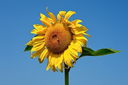 Sunflower (Helianthus annuus) in flower