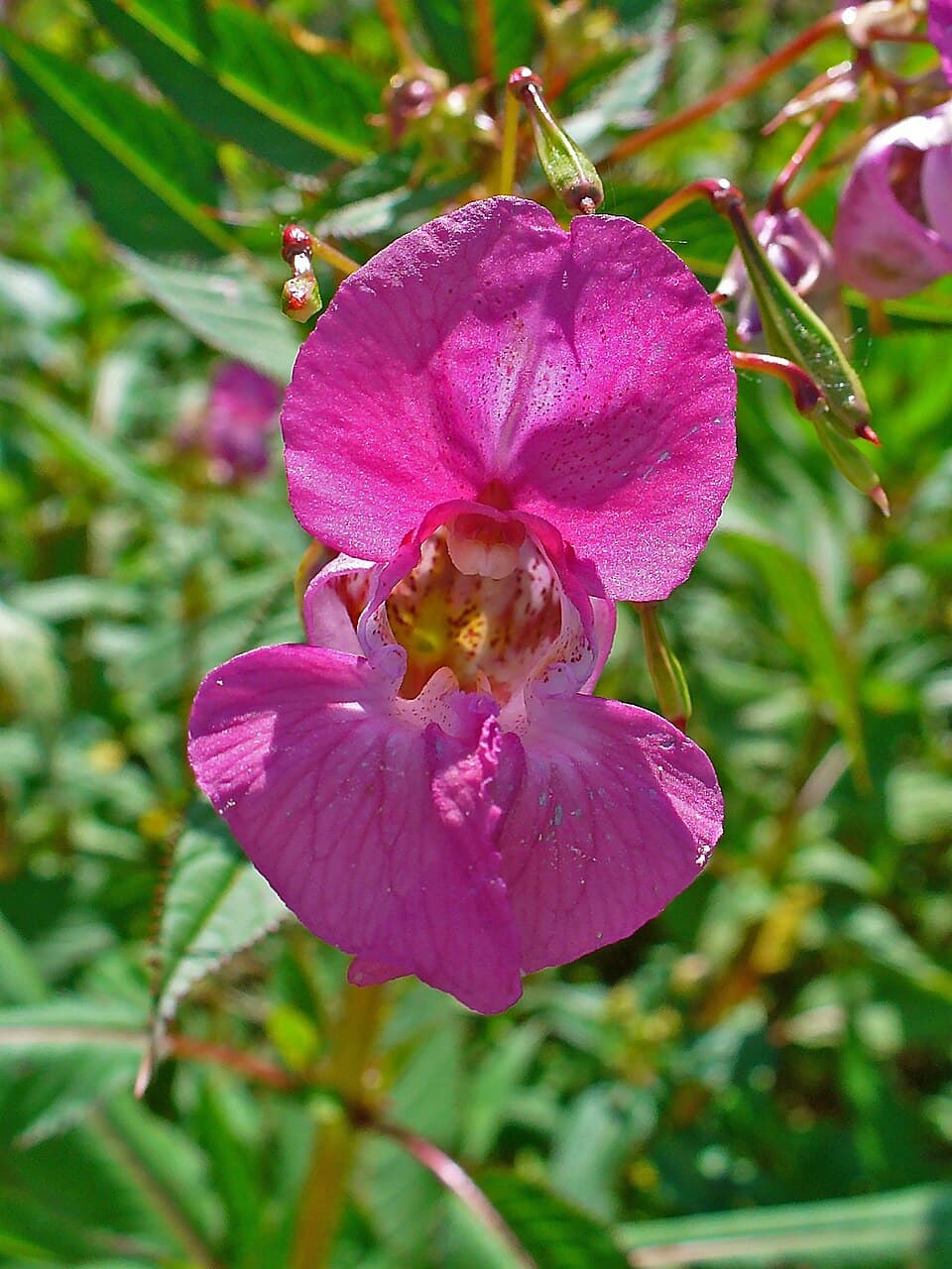 Himalayan balsam (Impatiens glandulifera) in flower