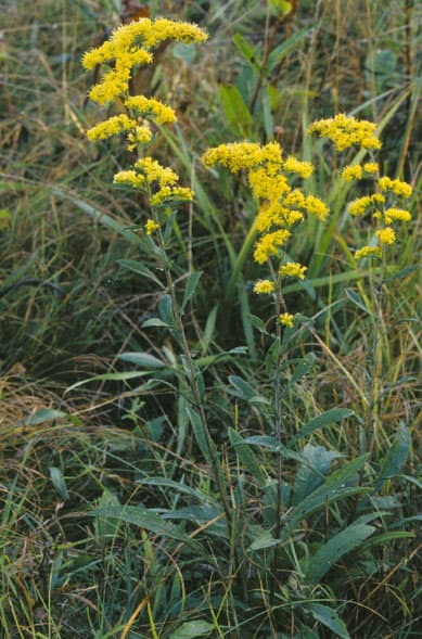 Goldenrod (Solidago spp.) in flower