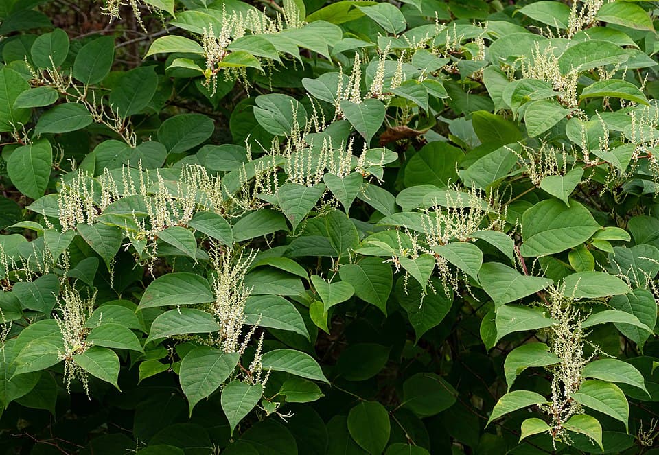 Japanese knotweed (Reynoutria japonica) in flower