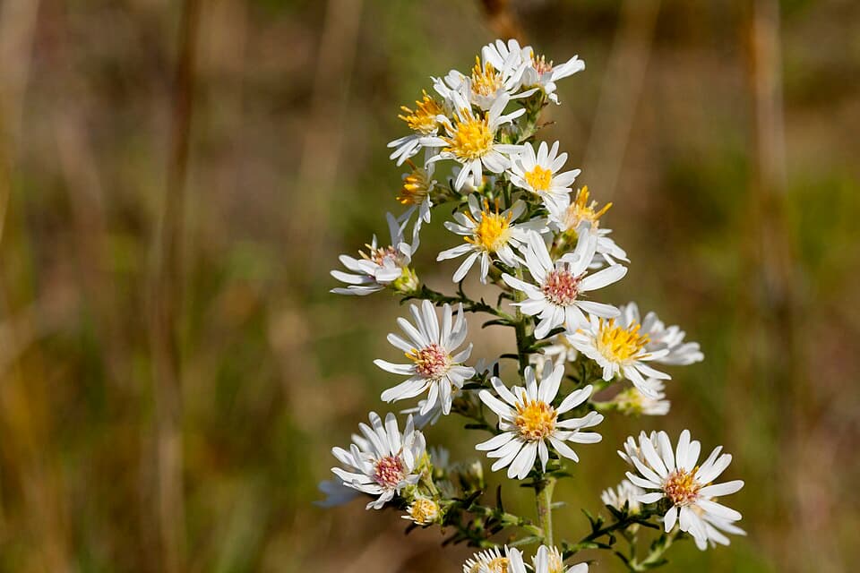 Michaelmas daisy (Aster spp.) in flower
