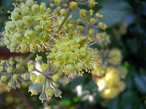 Ivy (Hedera helix) in flower