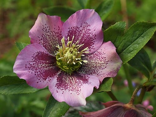 Hellebore (Helleborus orientalis) in flower