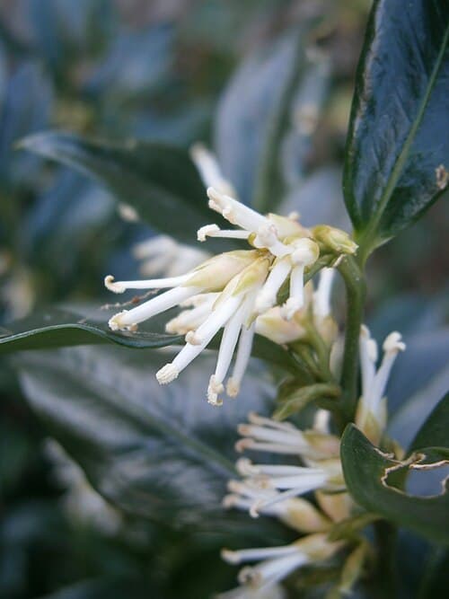 Sweet box (Sarcococca confusa) in flower