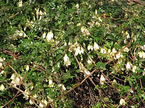 Winter clematis (Clematis cirrhosa) in flower