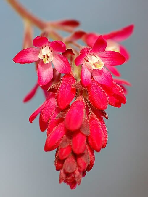 Flowering currant (Ribes sanguineum) in flower