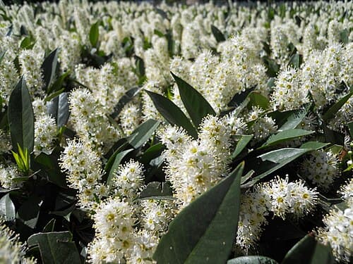 Cherry laurel (Prunus laurocerasus) in flower