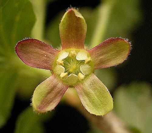 Gooseberry (Ribes uva-crispa) in flower